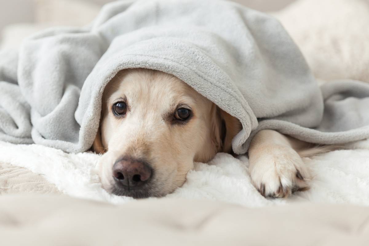 dog underneath blanket